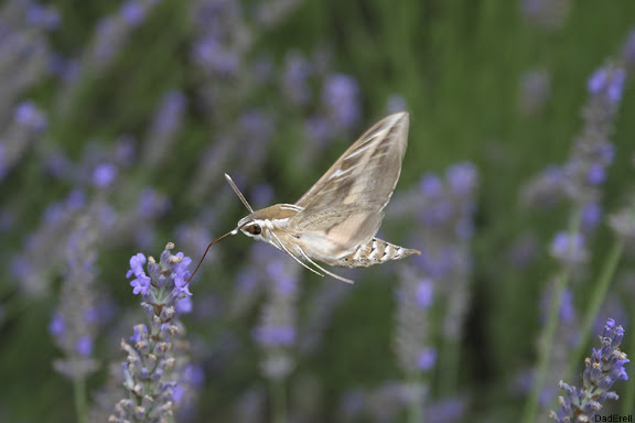 Colibri gobant une fleur de lavande.