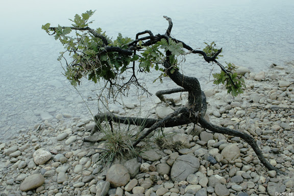 Petit arbre sur les bords du La Sainte Croix.