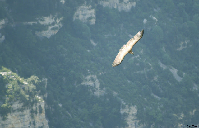 aigle Gorges du Verdon