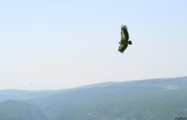 aigle gorges du verdon