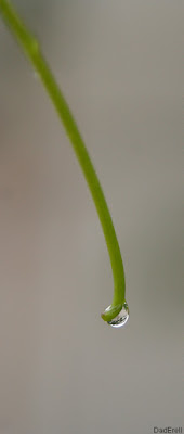 Goutte d'eau au bout d'une vrille de vigne