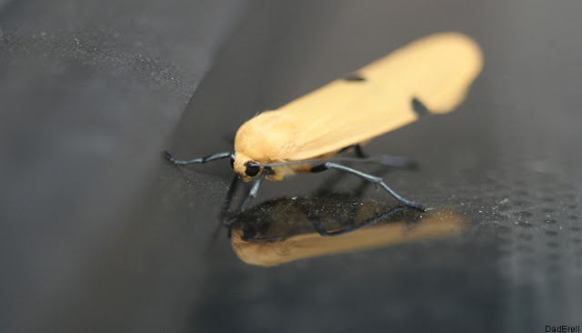 papillon sur pare-brise de voiture