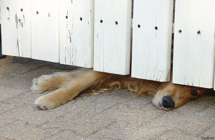Chien faisant la sieste derrière un portail.