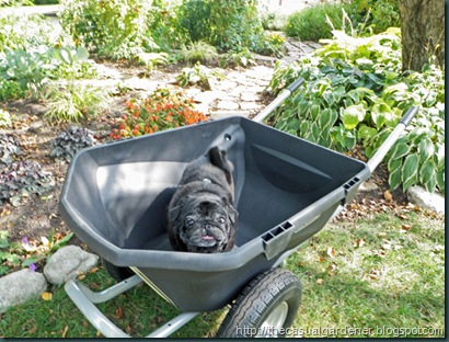wheelbarrow Review and My Story Of How I Assembled It