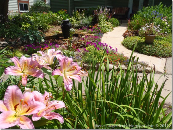 How To Plant And Grow Lilium Asiatic Or Oriental Lily