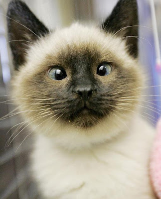 Cross-Eyed Cat Seen On  www.coolpicturegallery.us