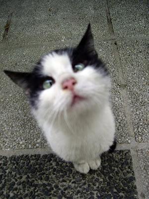 Cross-Eyed Cat Seen On  www.coolpicturegallery.us