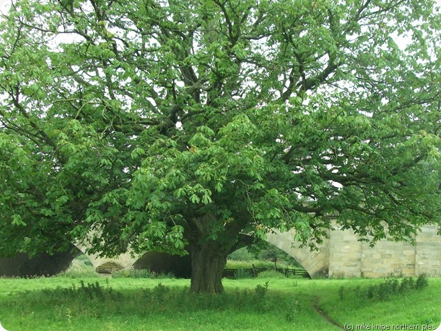 conker tree by the eden bridge