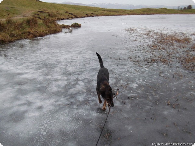 dog on ice