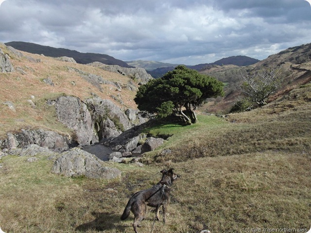juniper and dawg by sour milk gill