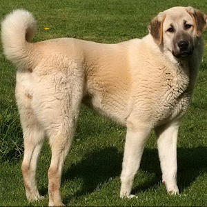 Anatolian Shepherd Puzzle.apk 1.0