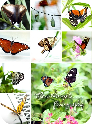 [butterfly collage[5].jpg]