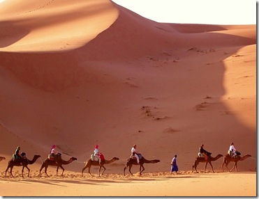 camels_egypt