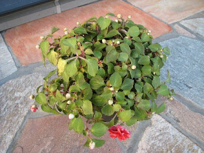 [最も選択された] フィエスタ 花が咲かない 219550-フィエスタ 花が咲かない