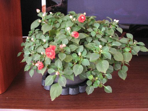 冬越し予定のカリフォルニアローズ フィエスタ 5号鉢 を全て終日屋内管理へ てきとう園芸日記 楽天ブログ