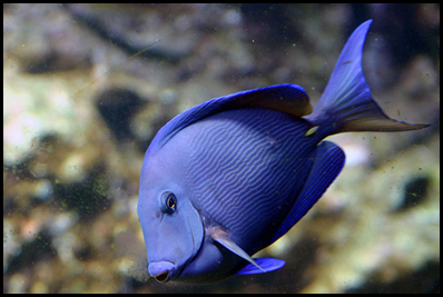 BM10- blue fish