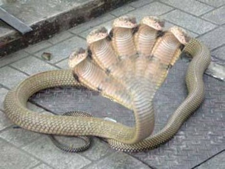 five head snake2