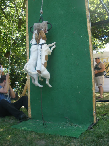 Terrier%20Klub%20bemutat%C3%B3%20041.jpg