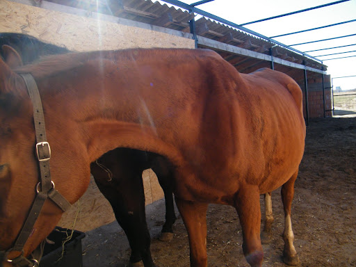 Lovak%20018.jpg