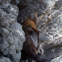 Galápagos fur seal