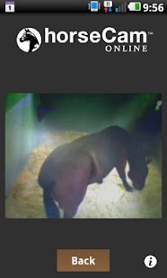 Free Download horseCam Online APK for Android