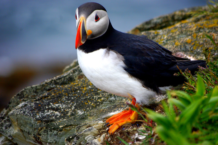 Newfoundland Puffins