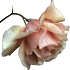 luccycat.png