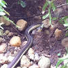 Bronzeback Tree Snake