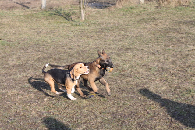 DPP_0132.JPG