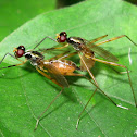 stilt-legged flies