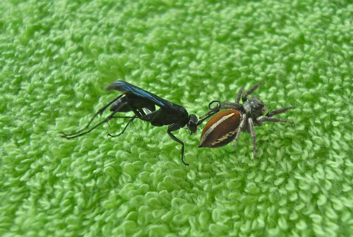 Parasitic wasp sp. (+ spider sp.)