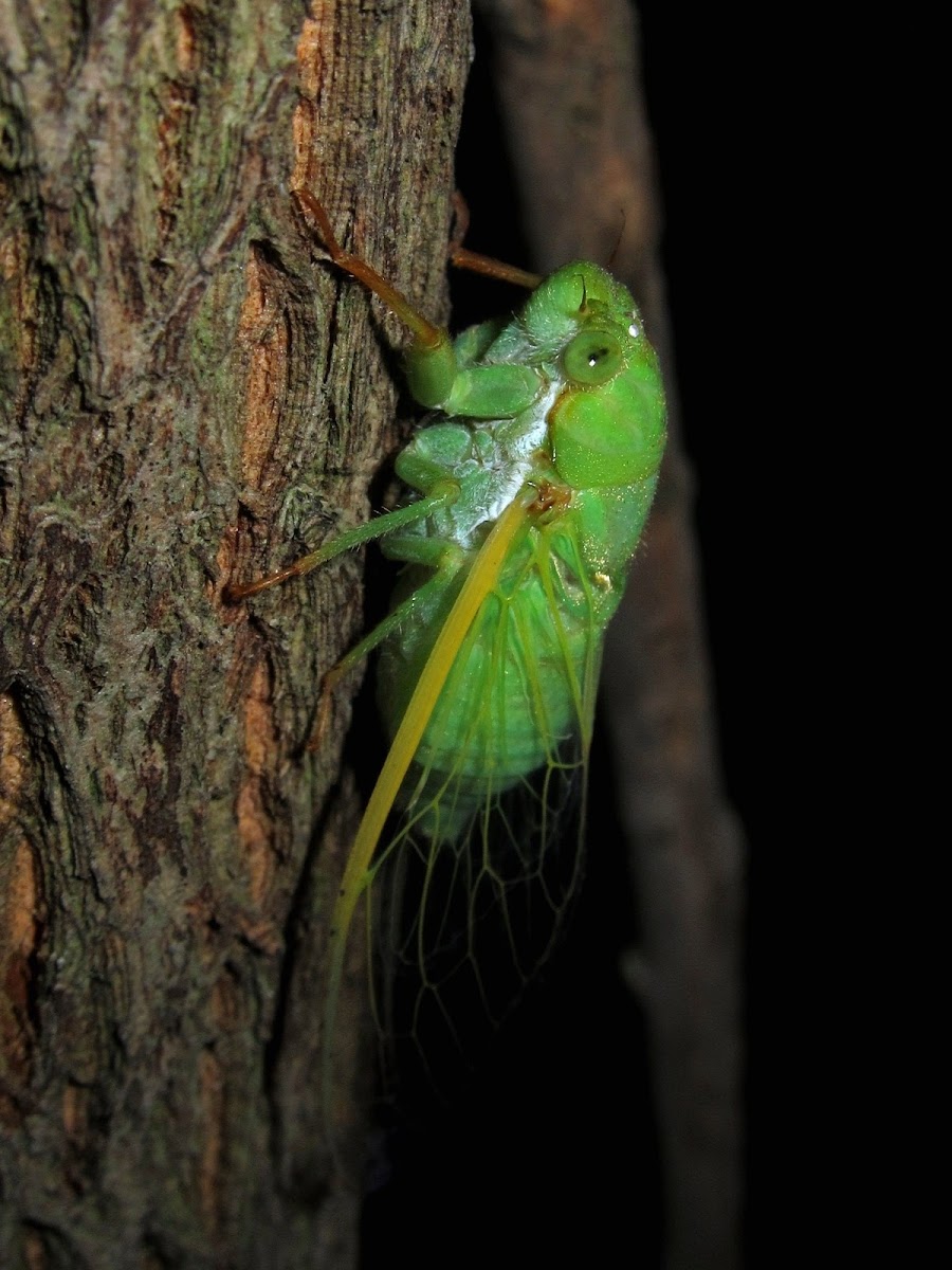 Jade-Green Cicada
