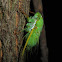 Jade-Green Cicada