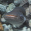 Great Black Sheatfish