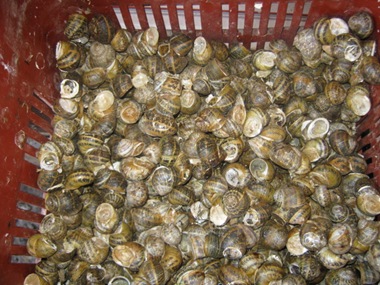 chania market snails