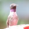 Black-chinned Hummingbird (male)