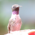 Black-chinned Hummingbird (male)