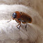 Escarabajo. Beetle