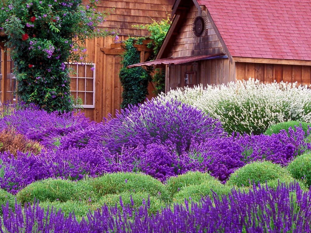 [Purple Haze Lavender Farm, Sequim, Washington[5].jpg]