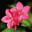 Flower1 Wallpaper logo