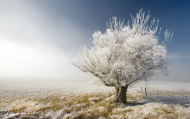 A%20frosty%20tree%2C%20A%20frosty%20day%