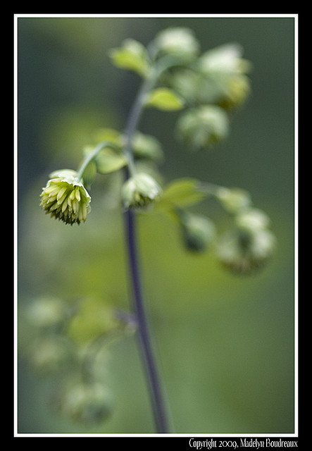 Fendler's Meadowrue