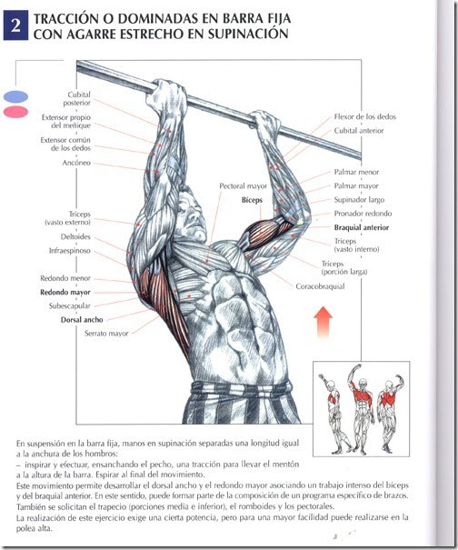 Remo Al Menton Deltoides Con Barra Agarre Abierto Remo Menton