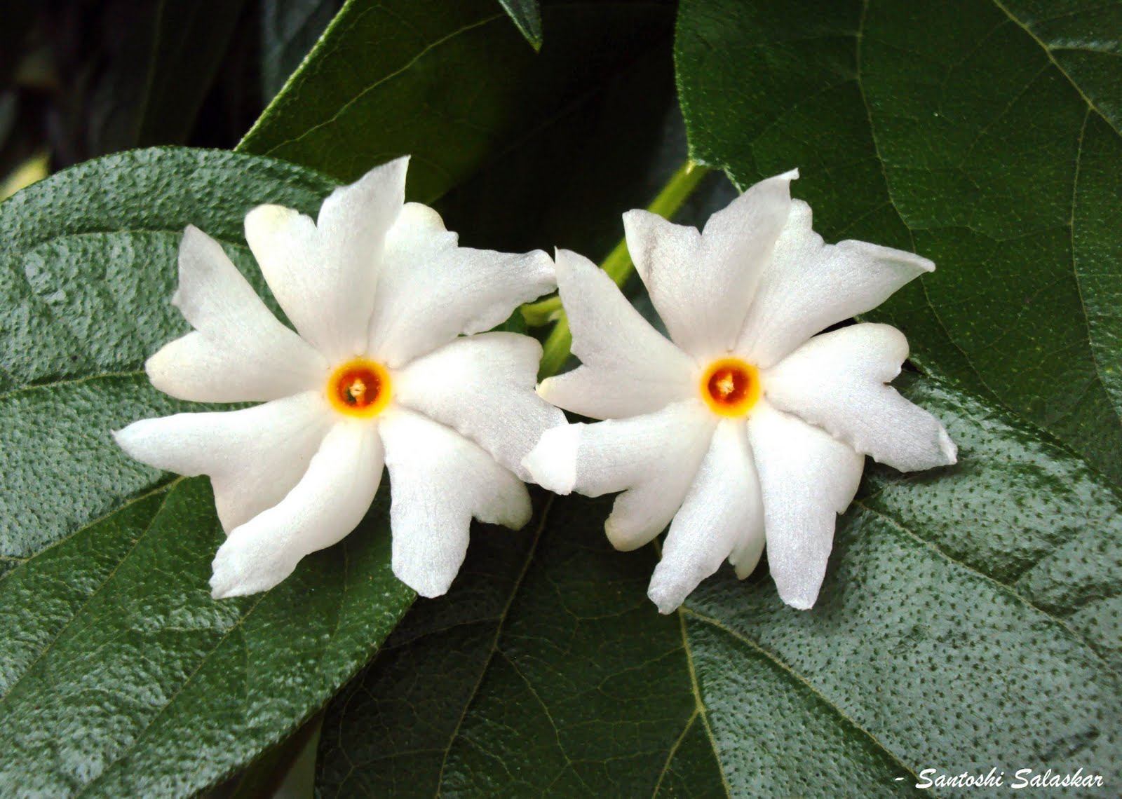 Parijat (also spelled Paarijat or Paarijaata) - Night flowering Jasmine