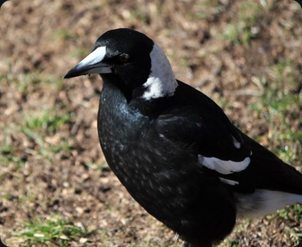 magpie01