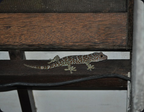 GeckoE
