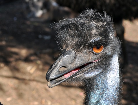 emusm