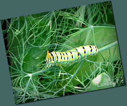 caterpillar on dill wm.jpeg