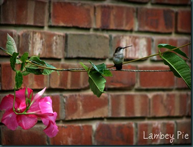 hummingbird on wire wm.jpeg