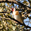 European Goldfinch, Jilguero